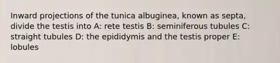 Inward projections of the tunica albuginea, known as septa, divide the testis into A: rete testis B: seminiferous tubules C: straight tubules D: the epididymis and the testis proper E: lobules