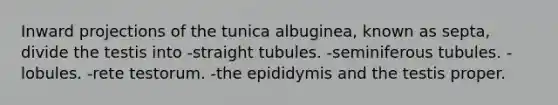 Inward projections of the tunica albuginea, known as septa, divide the testis into -straight tubules. -seminiferous tubules. -lobules. -rete testorum. -the epididymis and the testis proper.