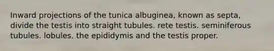 Inward projections of the tunica albuginea, known as septa, divide the testis into straight tubules. rete testis. seminiferous tubules. lobules. the epididymis and the testis proper.