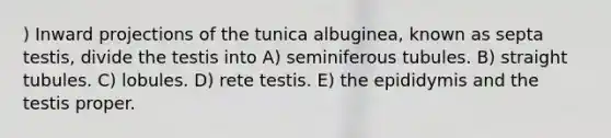 ) Inward projections of the tunica albuginea, known as septa testis, divide the testis into A) seminiferous tubules. B) straight tubules. C) lobules. D) rete testis. E) the epididymis and the testis proper.