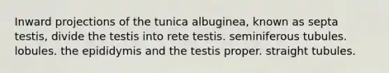 Inward projections of the tunica albuginea, known as septa testis, divide the testis into rete testis. seminiferous tubules. lobules. the epididymis and the testis proper. straight tubules.