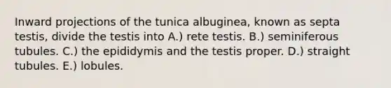 Inward projections of the tunica albuginea, known as septa testis, divide the testis into A.) rete testis. B.) seminiferous tubules. C.) the epididymis and the testis proper. D.) straight tubules. E.) lobules.