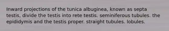 Inward projections of the tunica albuginea, known as septa testis, divide the testis into rete testis. seminiferous tubules. the epididymis and the testis proper. straight tubules. lobules.