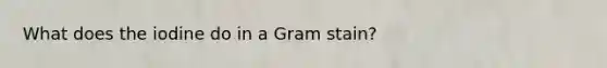 What does the iodine do in a Gram stain?