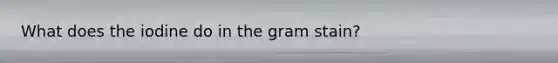 What does the iodine do in the gram stain?