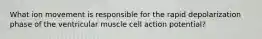 What ion movement is responsible for the rapid depolarization phase of the ventricular muscle cell action potential?