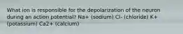 What ion is responsible for the depolarization of the neuron during an action potential? Na+ (sodium) Cl- (chloride) K+ (potassium) Ca2+ (calcium)