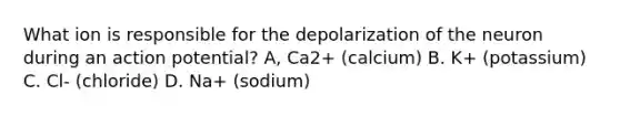 What ion is responsible for the depolarization of the neuron during an action potential? A, Ca2+ (calcium) B. K+ (potassium) C. Cl- (chloride) D. Na+ (sodium)