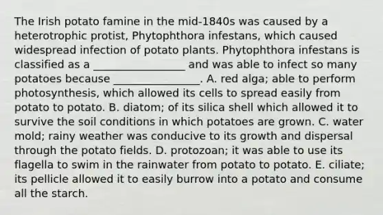 The Irish potato famine in the mid-1840s was caused by a heterotrophic protist, Phytophthora infestans, which caused widespread infection of potato plants. Phytophthora infestans is classified as a _________________ and was able to infect so many potatoes because ________________. A. red alga; able to perform photosynthesis, which allowed its cells to spread easily from potato to potato. B. diatom; of its silica shell which allowed it to survive the soil conditions in which potatoes are grown. C. water mold; rainy weather was conducive to its growth and dispersal through the potato fields. D. protozoan; it was able to use its flagella to swim in the rainwater from potato to potato. E. ciliate; its pellicle allowed it to easily burrow into a potato and consume all the starch.