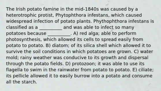 The Irish potato famine in the mid-1840s was caused by a heterotrophic protist, Phytophthora infestans, which caused widespread infection of potato plants. Phythophthora infestans is classified as a __________ and was able to infect so many potatoes because __________. A) red alga; able to perform photosynthesis, which allowed its cells to spread easily from potato to potato. B) diatom; of its silica shell which allowed it to survive the soil conditions in which potatoes are grown. C) water mold; rainy weather was conducive to its growth and dispersal through the potato fields. D) protozoon; it was able to use its flagella to swim in the rainwater from potato to potato. E) ciliate; its pellicle allowed it to easily burrow into a potato and consume all the starch.