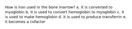 How is iron used in the bone marrow? a. it is converted to myoglobin b. it is used to convert hemoglobin to myoglobin c. it is used to make hemoglobin d. it is used to produce transferrin e. it becomes a cofactor