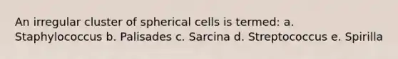 An irregular cluster of spherical cells is termed: a. Staphylococcus b. Palisades c. Sarcina d. Streptococcus e. Spirilla