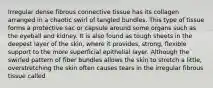 Irregular dense fibrous connective tissue has its collagen arranged in a chaotic swirl of tangled bundles. This type of tissue forms a protective sac or capsule around some organs such as the eyeball and kidney. It is also found as tough sheets in the deepest layer of the skin, where it provides, strong, flexible support to the more superficial epithelial layer. Although the swirled pattern of fiber bundles allows the skin to stretch a little, overstretching the skin often causes tears in the irregular fibrous tissue called