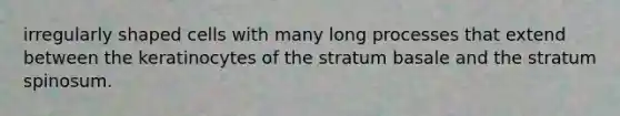 irregularly shaped cells with many long processes that extend between the keratinocytes of the stratum basale and the stratum spinosum.