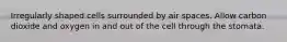 Irregularly shaped cells surrounded by air spaces. Allow carbon dioxide and oxygen in and out of the cell through the stomata.