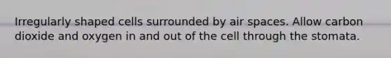 Irregularly shaped cells surrounded by air spaces. Allow carbon dioxide and oxygen in and out of the cell through the stomata.