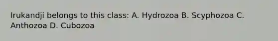 Irukandji belongs to this class: A. Hydrozoa B. Scyphozoa C. Anthozoa D. Cubozoa