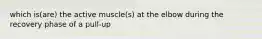 which is(are) the active muscle(s) at the elbow during the recovery phase of a pull-up