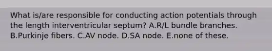 What is/are responsible for conducting action potentials through the length interventricular septum? A.R/L bundle branches. B.Purkinje fibers. C.AV node. D.SA node. E.none of these.