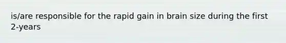 is/are responsible for the rapid gain in brain size during the first 2-years