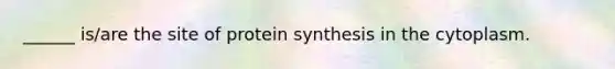 ______ is/are the site of protein synthesis in the cytoplasm.