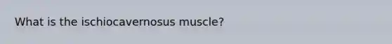 What is the ischiocavernosus muscle?