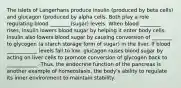 The islets of Langerhans produce insulin (produced by beta cells) and glucagon (produced by alpha cells. Both play a role regulating blood ________(sugar) levels. When blood ________ rises, insulin lowers blood sugar by helping it enter body cells. Insulin also lowers blood sugar by causing conversion of ________ to glycogen (a starch storage form of sugar) in the liver. If blood ____________ levels fall to low, glucagon raises blood sugar by acting on liver cells to promote conversion of glycogen back to ____________. Thus, the endocrine function of the pancreas is another example of homeostasis, the body's ability to regulate its inner environment to maintain stability.