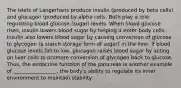 The islets of Langerhans produce insulin (produced by beta cells) and glucagon (produced by alpha cells. Both play a role regulating blood glucose (sugar) levels. When blood glucose rises, insulin lowers blood sugar by helping it enter body cells. Insulin also lowers blood sugar by causing conversion of glucose to glycogen (a starch storage form of sugar) in the liver. If blood glucose levels fall to low, glucagon raises blood sugar by acting on liver cells to promote conversion of glycogen back to glucose. Thus, the endocrine function of the pancreas is another example of _________________, the body's ability to regulate its inner environment to maintain stability.