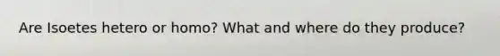 Are Isoetes hetero or homo? What and where do they produce?