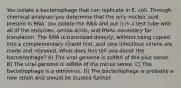 You isolate a bacteriophage that can replicate in E. coli. Through chemical analyses you determine that the only nucleic acid present is RNA. You isolate the RNA and put it in a test tube with all of the enzymes, amino acids, and RNAs necessary for translation. The RNA is translated directly, without being copied into a complementary strand first, and new infectious virions are made and released. What does this tell you about the bacteriophage? A) The viral genome is ssRNA of the plus sense. B) The viral genome is ssRNA of the minus sense. C) The bacteriophage is a retrovirus. D) The bacteriophage is probably a new strain and should be studied further.