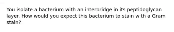 You isolate a bacterium with an interbridge in its peptidoglycan layer. How would you expect this bacterium to stain with a Gram stain?