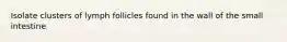 Isolate clusters of lymph follicles found in the wall of the small intestine