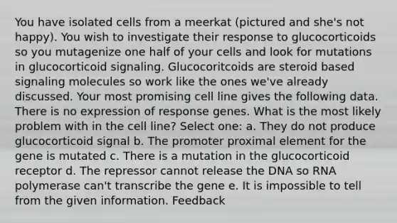 You have isolated cells from a meerkat (pictured and she's not happy). You wish to investigate their response to glucocorticoids so you mutagenize one half of your cells and look for mutations in glucocorticoid signaling. Glucocoritcoids are steroid based signaling molecules so work like the ones we've already discussed. Your most promising cell line gives the following data. There is no expression of response genes. What is the most likely problem with in the cell line? Select one: a. They do not produce glucocorticoid signal b. The promoter proximal element for the gene is mutated c. There is a mutation in the glucocorticoid receptor d. The repressor cannot release the DNA so RNA polymerase can't transcribe the gene e. It is impossible to tell from the given information. Feedback