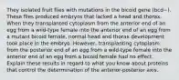 They isolated fruit flies with mutations in the bicoid gene (bcd−). These flies produced embryos that lacked a head and thorax. When they transplanted cytoplasm from the anterior end of an egg from a wild-type female into the anterior end of an egg from a mutant bicoid female, normal head and thorax development took place in the embryo. However, transplanting cytoplasm from the posterior end of an egg from a wild-type female into the anterior end of an egg from a bicoid female had no effect. Explain these results in regard to what you know about proteins that control the determination of the anterior-posterior axis.