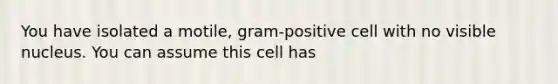 You have isolated a motile, gram-positive cell with no visible nucleus. You can assume this cell has