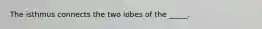 The isthmus connects the two lobes of the _____.