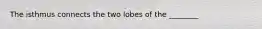 The isthmus connects the two lobes of the ________