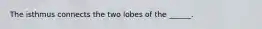 The isthmus connects the two lobes of the ______.