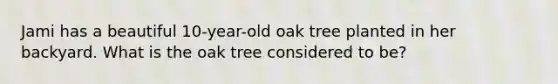 Jami has a beautiful 10-year-old oak tree planted in her backyard. What is the oak tree considered to be?