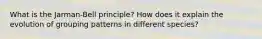 What is the Jarman-Bell principle? How does it explain the evolution of grouping patterns in different species?