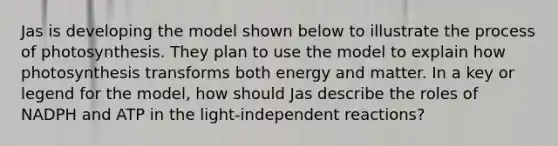 Jas is developing the model shown below to illustrate the process of photosynthesis. They plan to use the model to explain how photosynthesis transforms both energy and matter. In a key or legend for the model, how should Jas describe the roles of NADPH and ATP in the light-independent reactions?