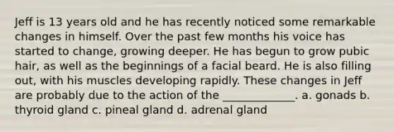 Jeff is 13 years old and he has recently noticed some remarkable changes in himself. Over the past few months his voice has started to change, growing deeper. He has begun to grow pubic hair, as well as the beginnings of a facial beard. He is also filling out, with his muscles developing rapidly. These changes in Jeff are probably due to the action of the _____________. a. gonads b. thyroid gland c. pineal gland d. adrenal gland