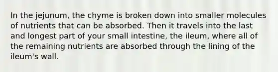 In the jejunum, the chyme is broken down into smaller molecules of nutrients that can be absorbed. Then it travels into the last and longest part of your small intestine, the ileum, where all of the remaining nutrients are absorbed through the lining of the ileum's wall.