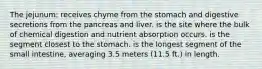 The jejunum: receives chyme from the stomach and digestive secretions from the pancreas and liver. is the site where the bulk of chemical digestion and nutrient absorption occurs. is the segment closest to the stomach. is the longest segment of the small intestine, averaging 3.5 meters (11.5 ft.) in length.