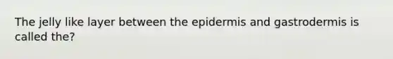 The jelly like layer between the epidermis and gastrodermis is called the?