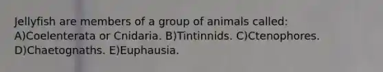 Jellyfish are members of a group of animals called: A)Coelenterata or Cnidaria. B)Tintinnids. C)Ctenophores. D)Chaetognaths. E)Euphausia.