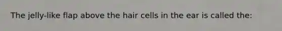 The jelly-like flap above the hair cells in the ear is called the: