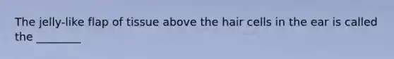 The jelly-like flap of tissue above the hair cells in the ear is called the ________