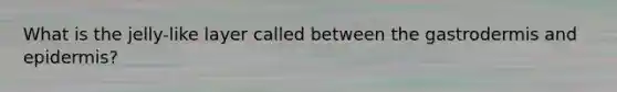 What is the jelly-like layer called between the gastrodermis and epidermis?