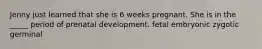 Jenny just learned that she is 6 weeks pregnant. She is in the _____ period of prenatal development. fetal embryonic zygotic germinal